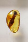 A Baltic amber inclusion, 1" long in a display case