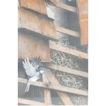 S.P. Shotter, barn roof with a bird and butterfly, signed and dated 1983, watercolour, 12" x 16"