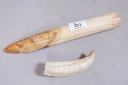 An antique walrus tusk, 11" high, and another smaller