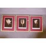 Alan Majchrowicz, three framed photographs of flower heads, signed, 12" x 16'