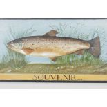 A rainbow trout, (souvenir of France), signed, oil on board, 20" x10½"