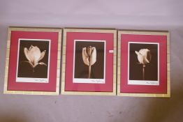 Alan Majchrowicz, three framed photographs of flower heads, signed, 12" x 16'