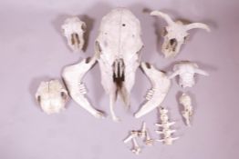 A collection of animal skulls, largest 20" long