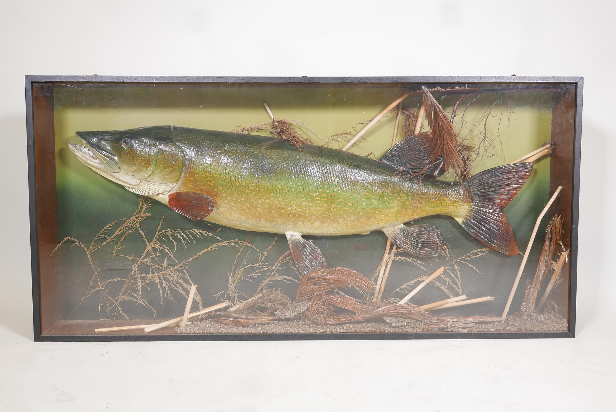 A composition model of a pike in a display case, 50" x 24"