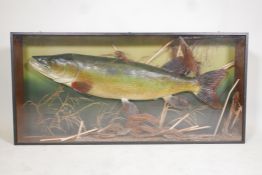 A composition model of a pike in a display case, 50" x 24"