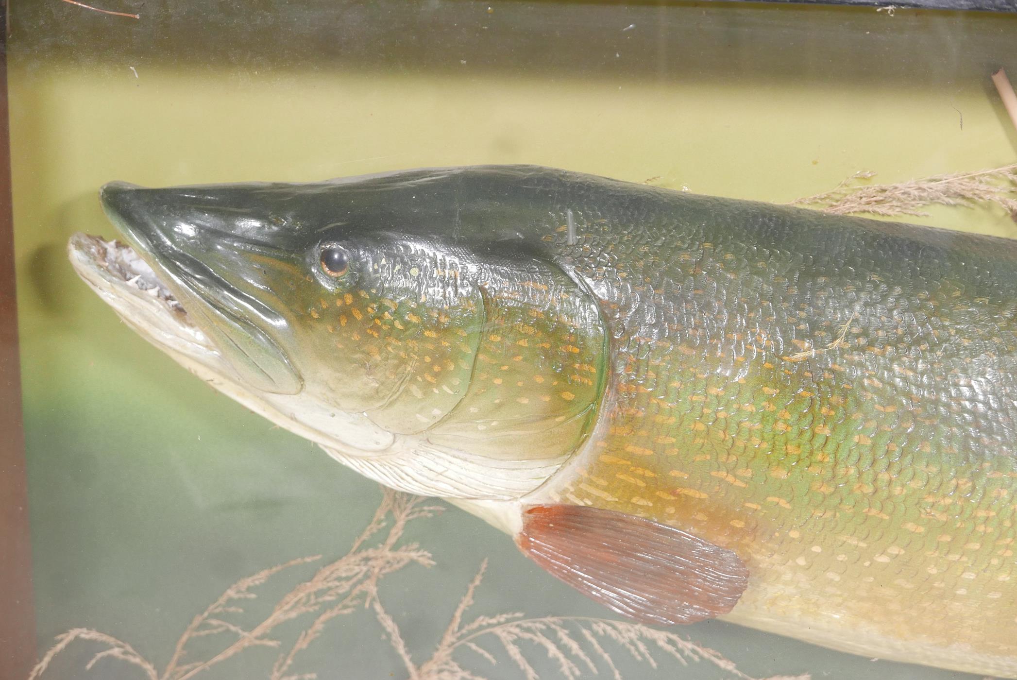 A composition model of a pike in a display case, 50" x 24" - Image 3 of 4
