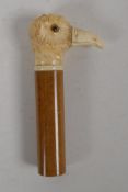 A C19th Ivory parasol handle, carved as a birds head. Set with glass eyes. 1½" long