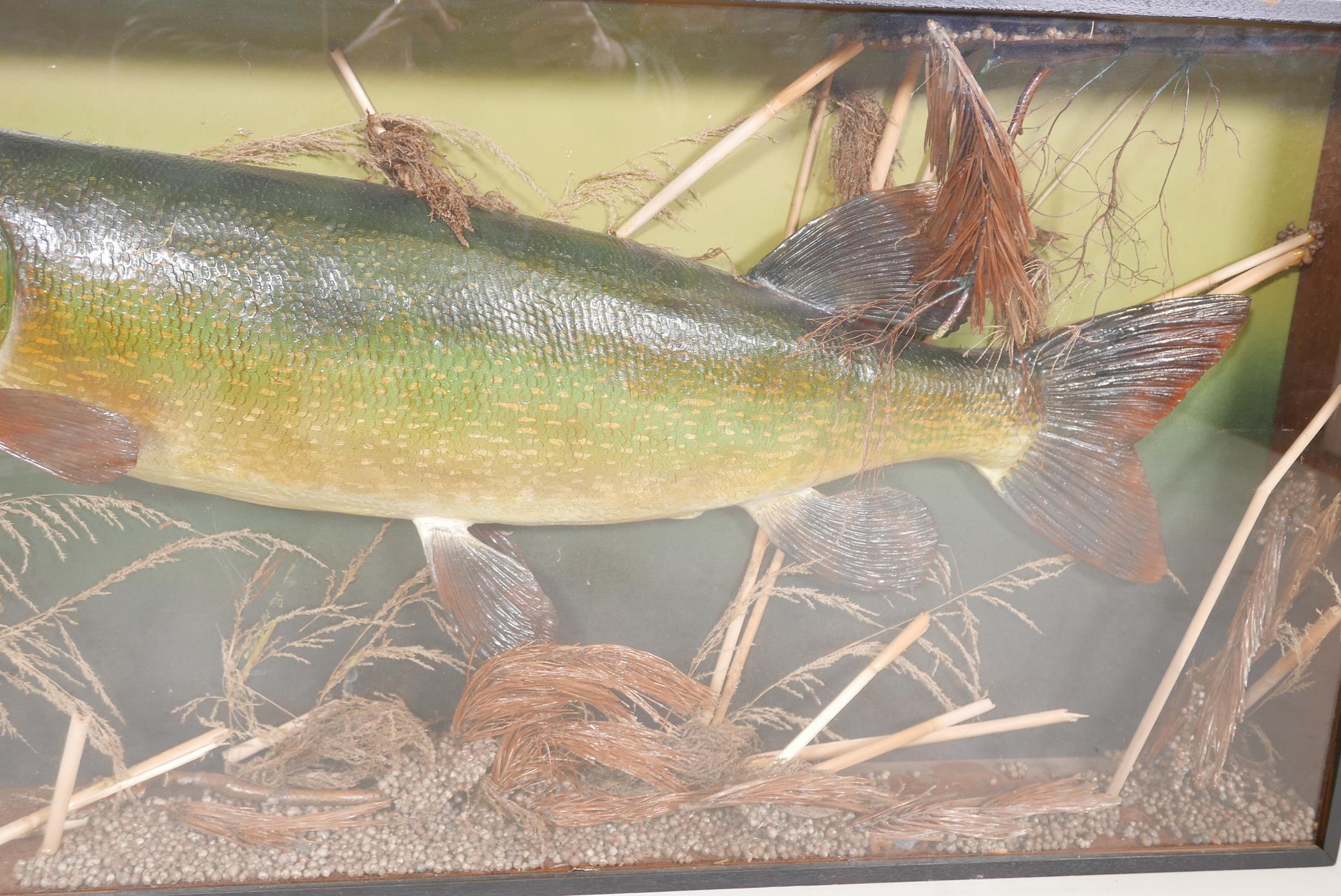 A composition model of a pike in a display case, 50" x 24" - Image 4 of 4