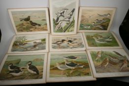 x9 unframed colour prints of various birds