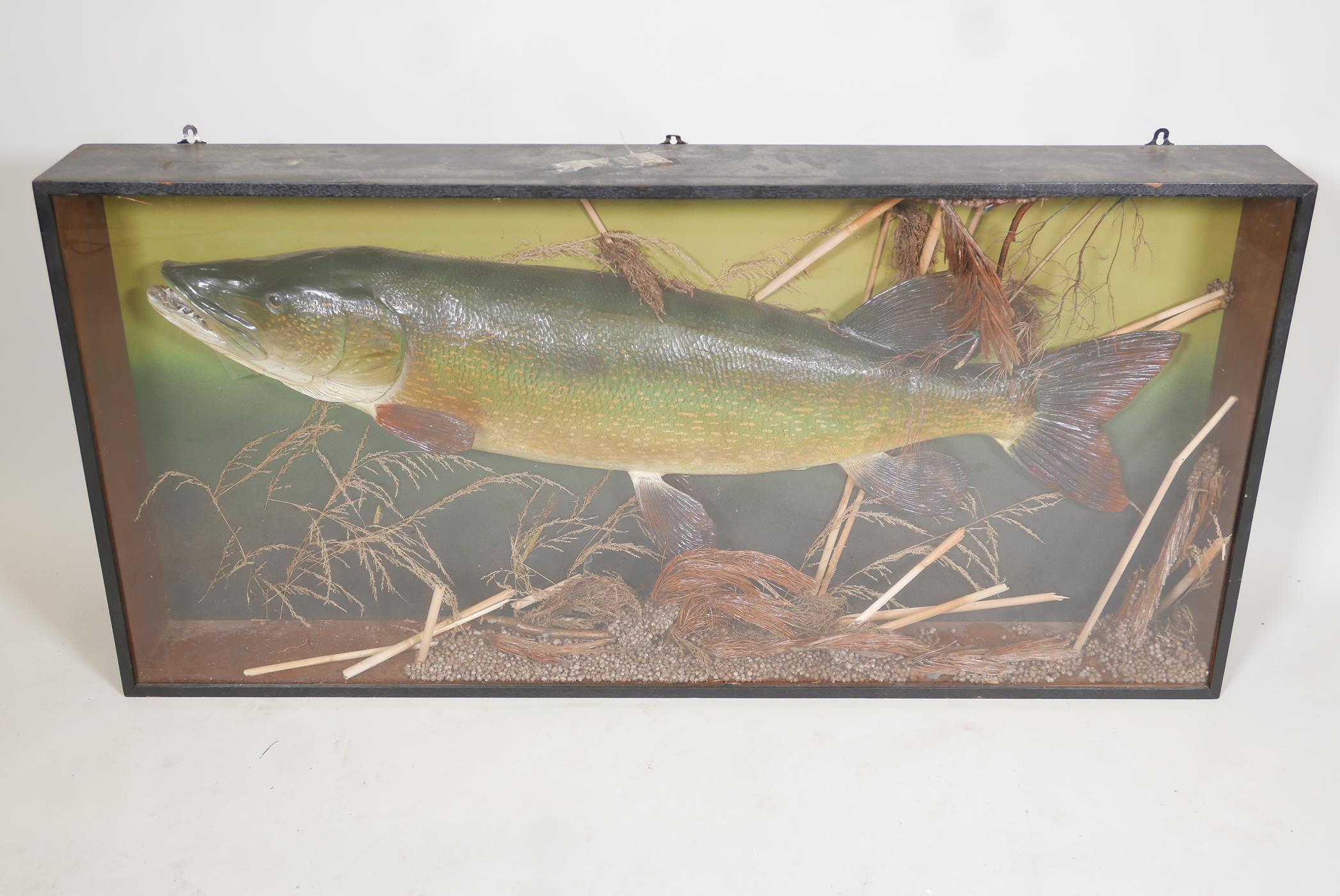 A composition model of a pike in a display case, 50" x 24" - Image 2 of 4