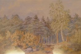 Clearing in a pine forest, signed G.H.S., dated 14?, watercolour, 19" x 14"