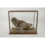 A taxidermy study of a barn owl, 16" x 9", 13" high