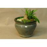 A ceramic planter with shrub, 19" diameter x 15"