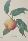 After P.J. Redoute, four horticultural prints of branches bearing fruit, 9" x 12"