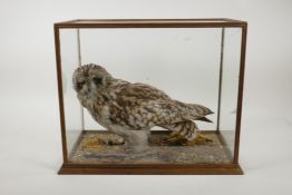 A taxidermy study of a barn owl, 16" x 9", 13" high