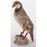 Taxidermy of a French partridge