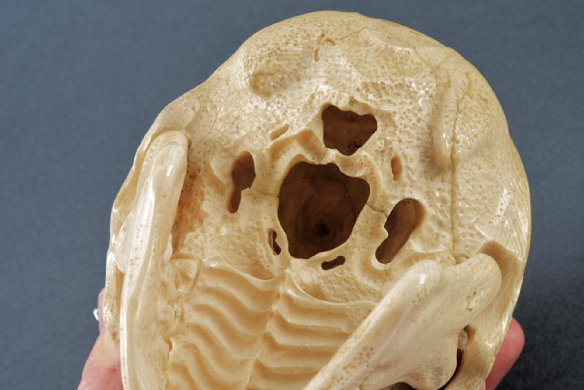 A magnificent skull-shaped okimono - Bild 6 aus 7