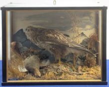 Taxidermy: Early 20th century cased Common Buzzard (Buteo buteo), and kill, in naturalistic setting