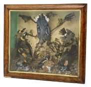 Taxidermy: Late Victorian cased display, to include American Blue Jay, Bullfinch, Goldfinch, and Woo