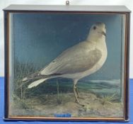 Taxidermy: Victorian cased Common Gull (Larus canus), in naturalistic setting with grass and lichen,