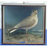 Taxidermy: Victorian cased Common Gull (Larus canus), in naturalistic setting with grass and lichen,