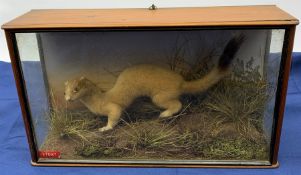 Taxidermy: Late 19th/early 20th century cased Stoat (Mustela erminea), in naturalistic setting with