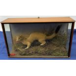 Taxidermy: Late 19th/early 20th century cased Stoat (Mustela erminea), in naturalistic setting with