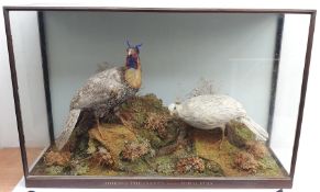 Taxidermy: Victorian cased pair of Cabot�s Tragopans (Tragopan caboti), hen and cock, in naturalist