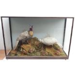 Taxidermy: Victorian cased pair of Cabot�s Tragopans (Tragopan caboti), hen and cock, in naturalist