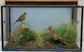 Taxidermy: 20th century cased Meadow pipit (Anthus pratensis) and Skylark (Alauda Arvensis), in natu