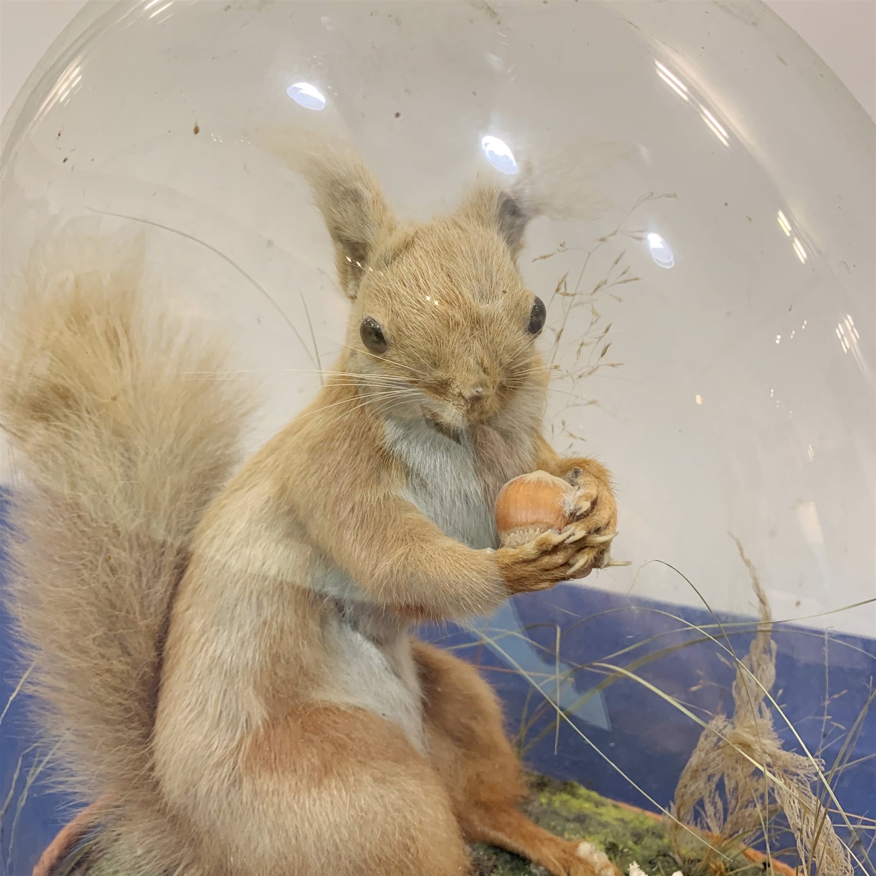 Taxidermy: A Victorian cased Red Squirrel (Sciurus vulgaris), full mount holding a hazelnut, upon na - Image 2 of 3
