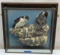 Taxidermy: 20th century cased pair of Little Auks (Alle alle), full mounts standing upon a simulated