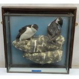 Taxidermy: 20th century cased pair of Little Auks (Alle alle), full mounts standing upon a simulated