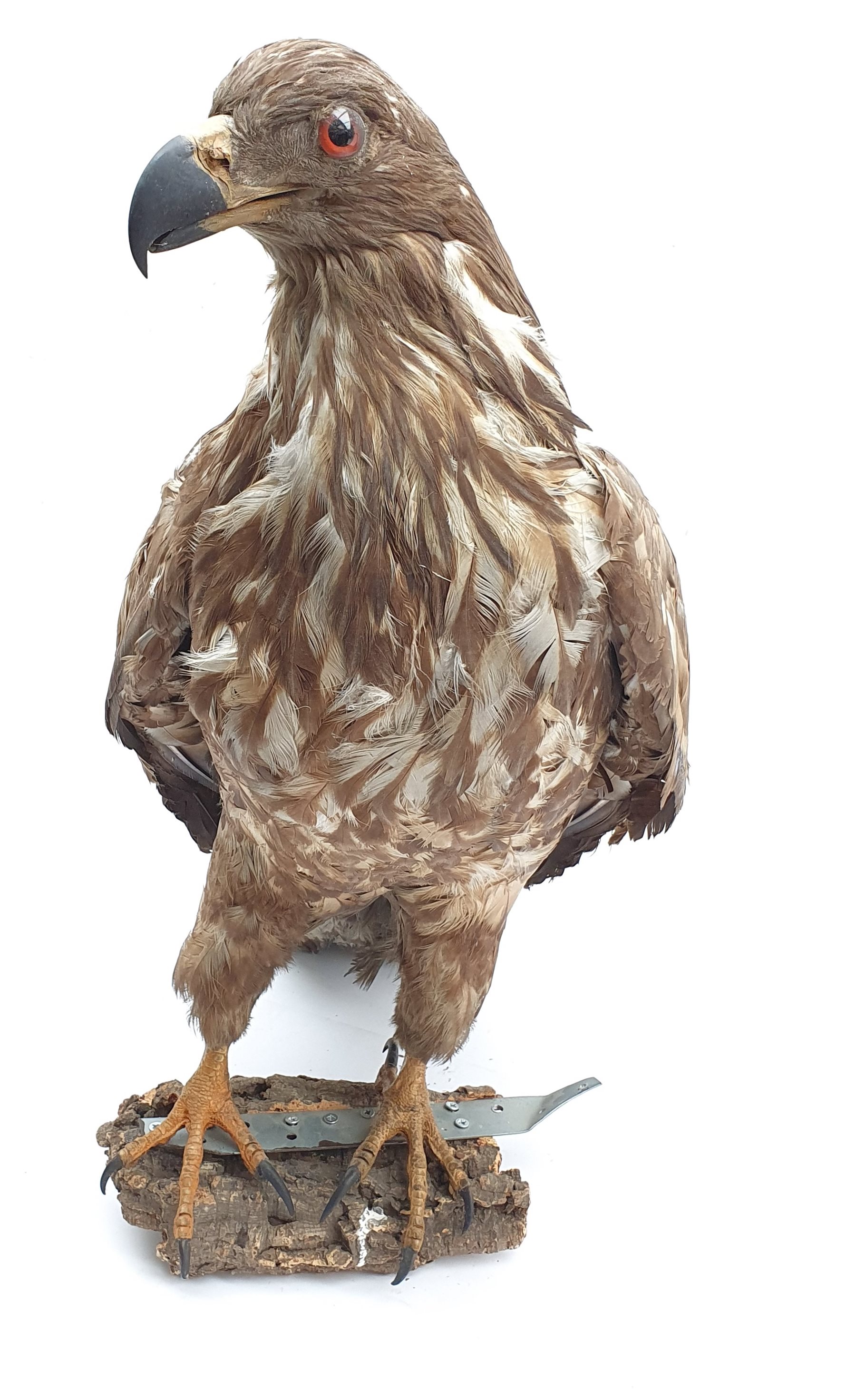 Taxidermy: Large Golden Eagle (Aquila chrysaetos) circa 1920, mounted on open display with naturalis - Image 3 of 4
