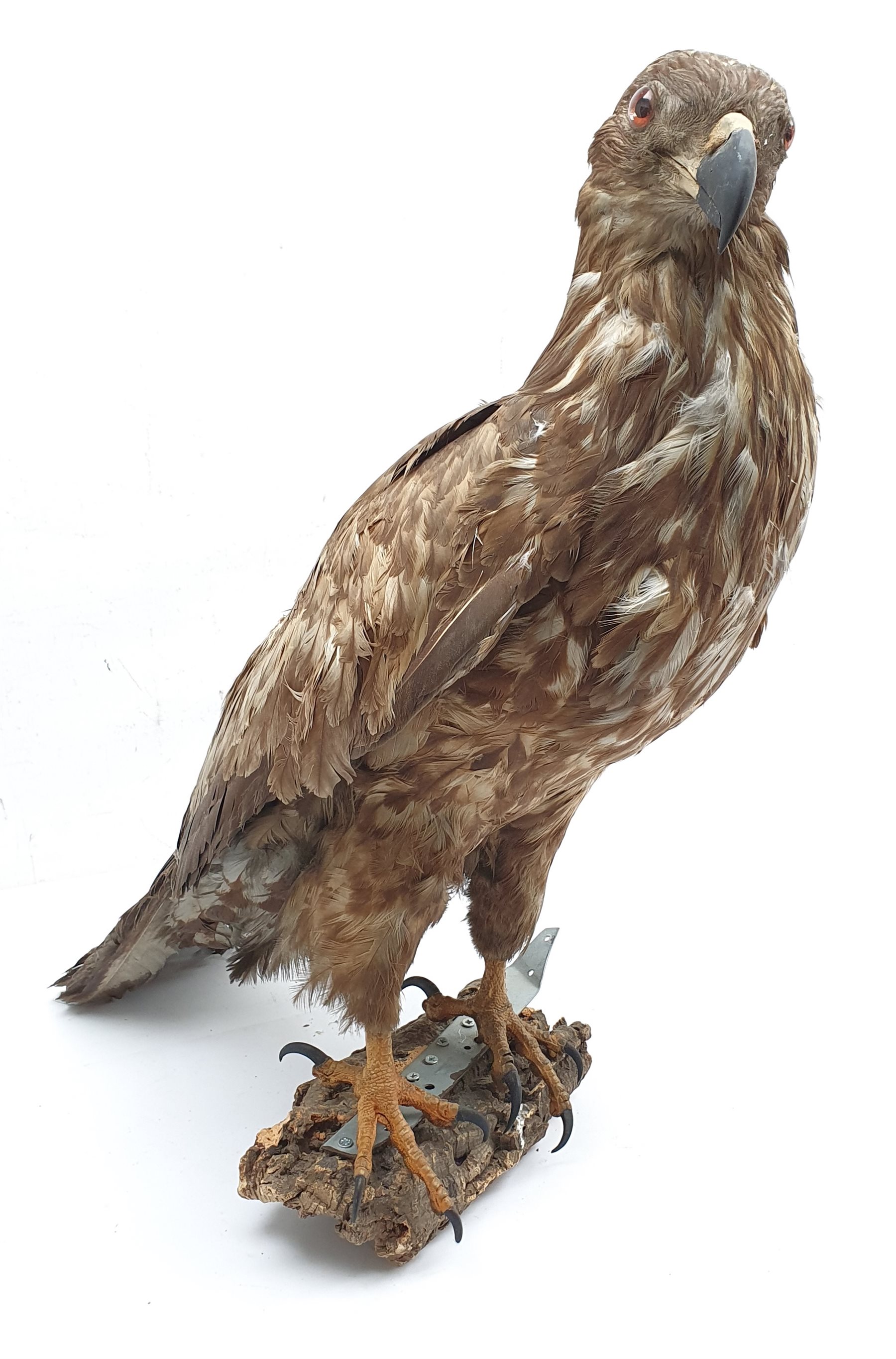 Taxidermy: Large Golden Eagle (Aquila chrysaetos) circa 1920, mounted on open display with naturalis - Image 2 of 4