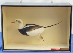 Taxidermy: A 20th century cased Long-Tailed Duck (Clangula hyemalis), full mount, modelled in swimmi