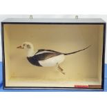 Taxidermy: A 20th century cased Long-Tailed Duck (Clangula hyemalis), full mount, modelled in swimmi