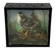 Taxidermy: Late Victorian cased Goshawk, full mount in naturalistic setting, W37cm, H36cm, D13cm