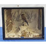 Taxidermy: Victorian cased Waxwing (Bombycilla garrulus), in naturalistic winter setting with snow c