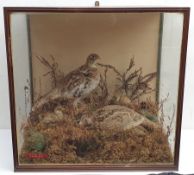 Taxidermy: Victorian cased family of Willow Ptarmigan (Lagopus lagopus) hen, cock, and four young, i