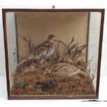 Taxidermy: Victorian cased family of Willow Ptarmigan (Lagopus lagopus) hen, cock, and four young, i