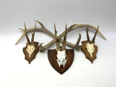 Three oak shield mounted roe deer skulls with antlers; and five individual red deer antlers comprisi
