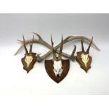 Three oak shield mounted roe deer skulls with antlers; and five individual red deer antlers comprisi