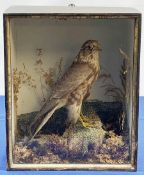 Taxidermy: A Victorian cased Merlin (Falco columbarius), in naturalistic setting with lichen, grasse