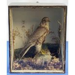 Taxidermy: A Victorian cased Merlin (Falco columbarius), in naturalistic setting with lichen, grasse