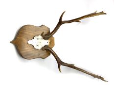 Shield mounted Fallow deer (Dama Dama) skull with antlers, maximum span 60cm H70cm