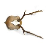 Shield mounted Fallow deer (Dama Dama) skull with antlers, maximum span 60cm H70cm