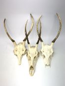 Three red deer skulls with single point antlers H62cm