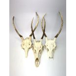 Three red deer skulls with single point antlers H62cm