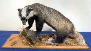 Taxidermy: 20th century European Badger (meles meles), full mount bearing teeth on open display, up